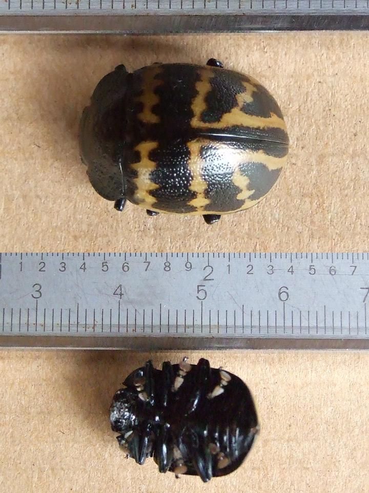 FIGURE 5 FIGURE 5